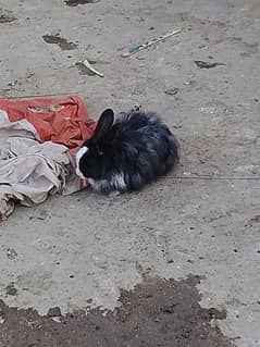 2 female rabbit fancy long hair