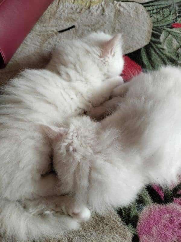 Persian kitten available 0