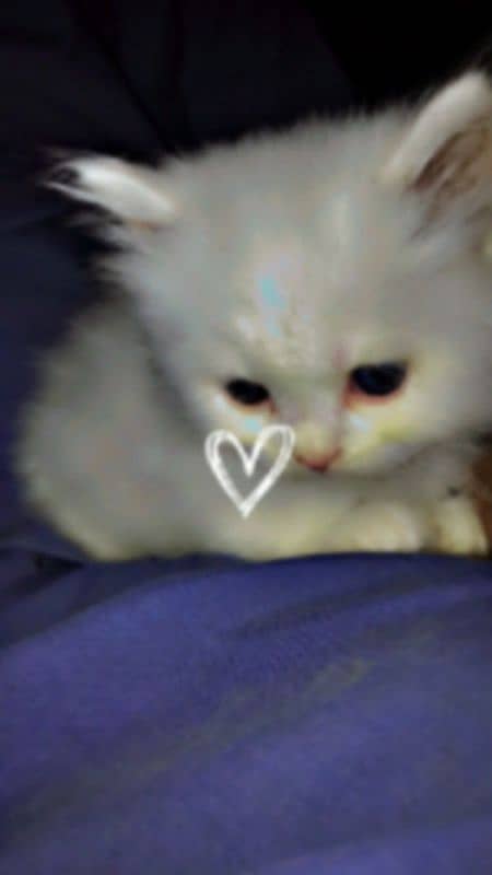 Persian kitten available 1