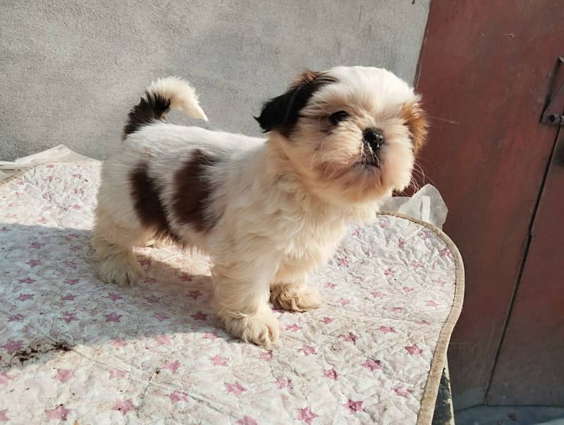 shihtzu  Dogs/ Shih Tzu Male / shihtzu female /Shihtzu male female pup 0