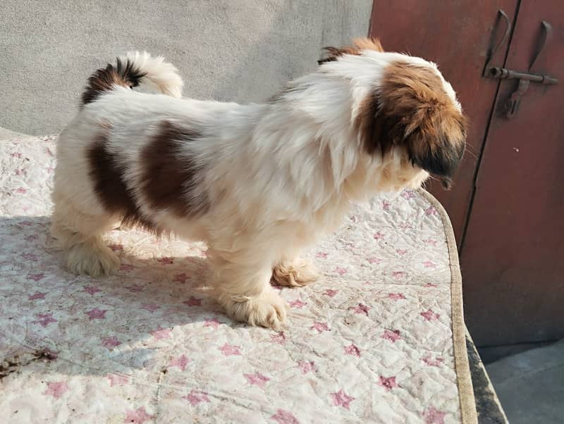 shihtzu  Dogs/ Shih Tzu Male / shihtzu female /Shihtzu male female pup 1