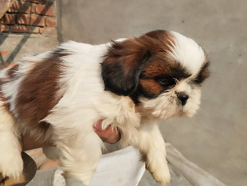 shihtzu  Dogs/ Shih Tzu Male / shihtzu female /Shihtzu male female pup 2