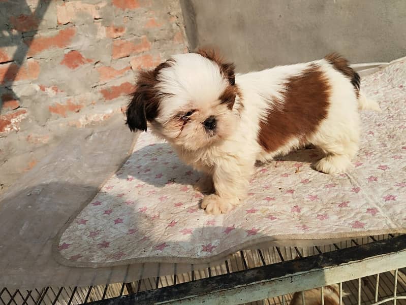 shihtzu  Dogs/ Shih Tzu Male / shihtzu female /Shihtzu male female pup 4