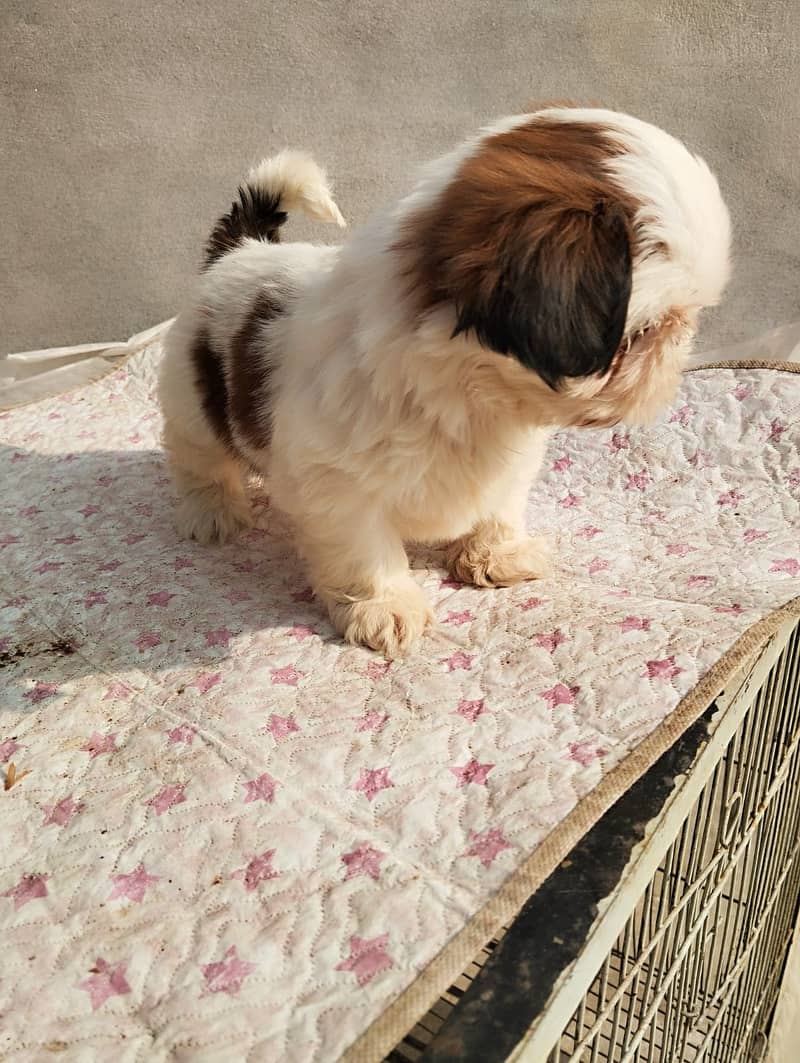 shihtzu  Dogs/ Shih Tzu Male / shihtzu female /Shihtzu male female pup 5