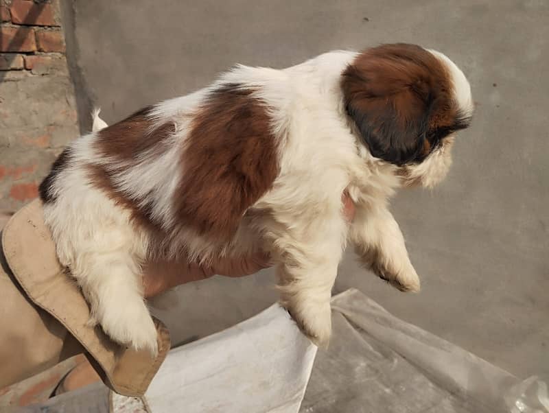 shihtzu  Dogs/ Shih Tzu Male / shihtzu female /Shihtzu male female pup 6