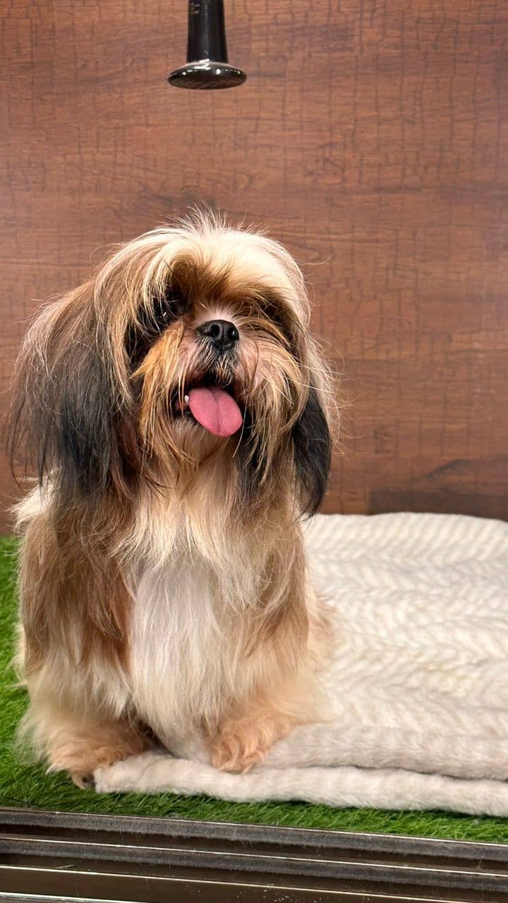 shihtzu  Dogs/ Shih Tzu Male / shihtzu female /Shihtzu male female pup 7