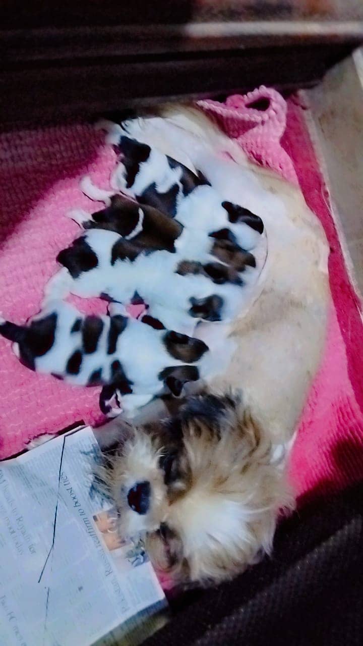 shihtzu  Dogs/ Shih Tzu Male / shihtzu female /Shihtzu male female pup 8