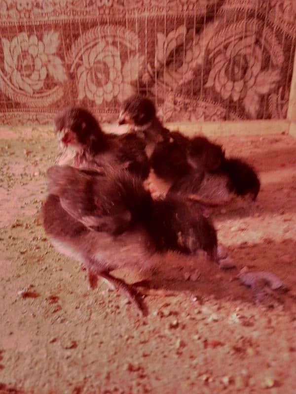 Thai caross aseel chicks 03014237451 call me 0