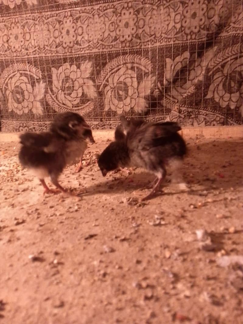 Thai caross aseel chicks 03014237451 call me 1