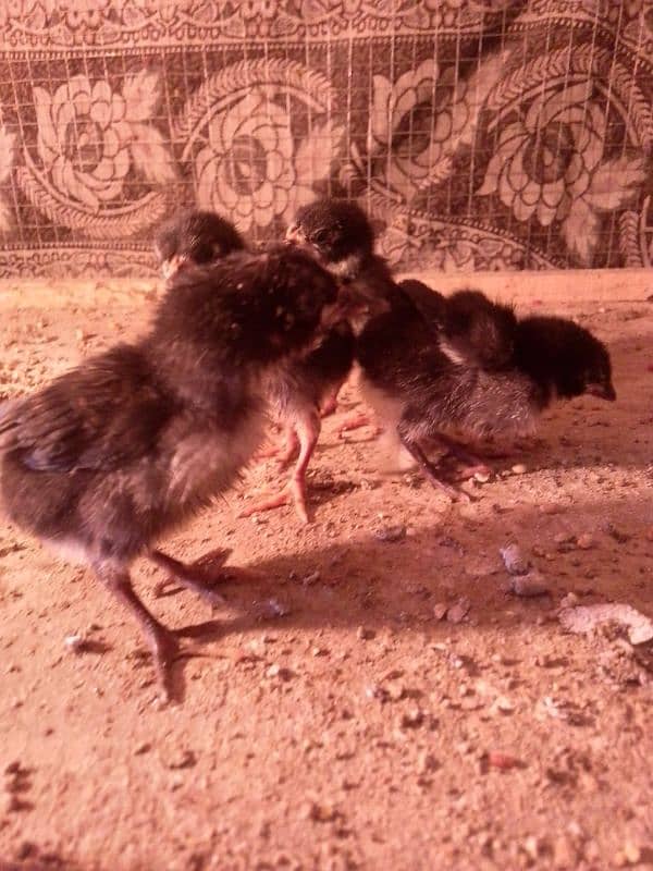 Thai caross aseel chicks 03014237451 call me 2