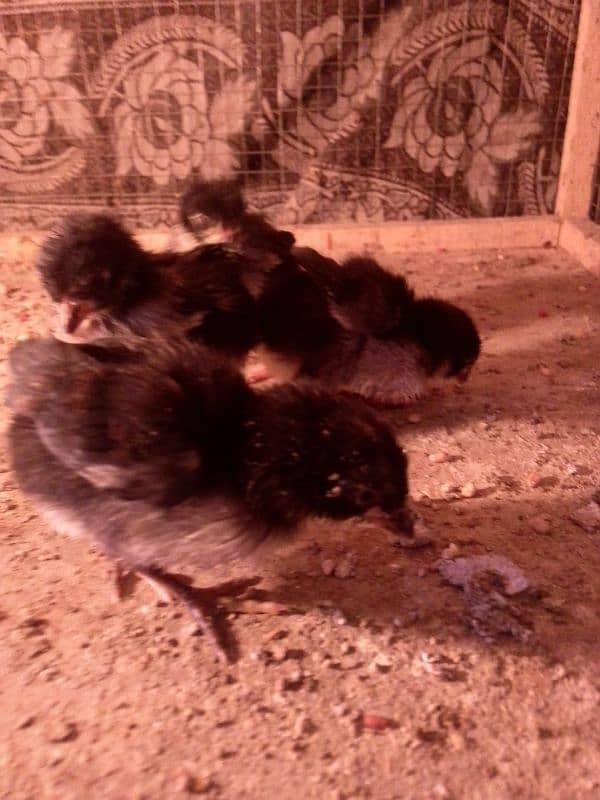 Thai caross aseel chicks 03014237451 call me 4