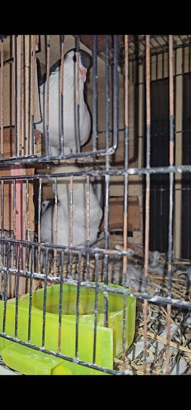 Lahore Sherazi Pigeon breeding pair is ka bacha bhe ha 1 0