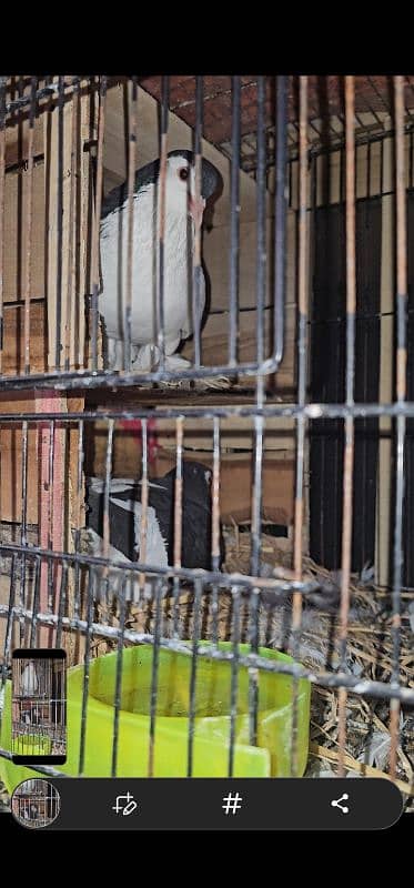 Lahore Sherazi Pigeon breeding pair is ka bacha bhe ha 1 1