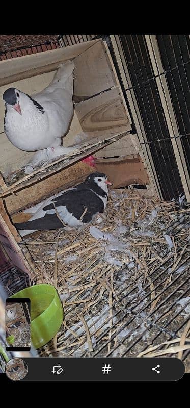 Lahore Sherazi Pigeon breeding pair is ka bacha bhe ha 1 3