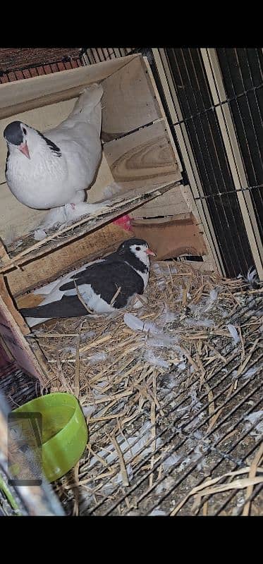 Lahore Sherazi Pigeon breeding pair is ka bacha bhe ha 1 4