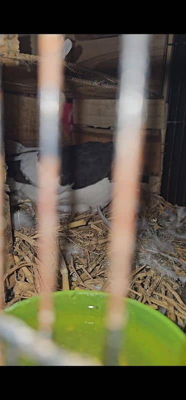 Lahore Sherazi Pigeon breeding pair is ka bacha bhe ha 1 5