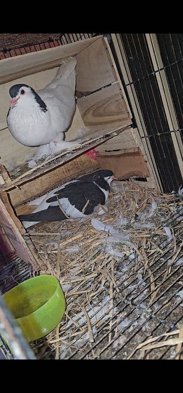 Lahore Sherazi Pigeon breeding pair is ka bacha bhe ha 1 6