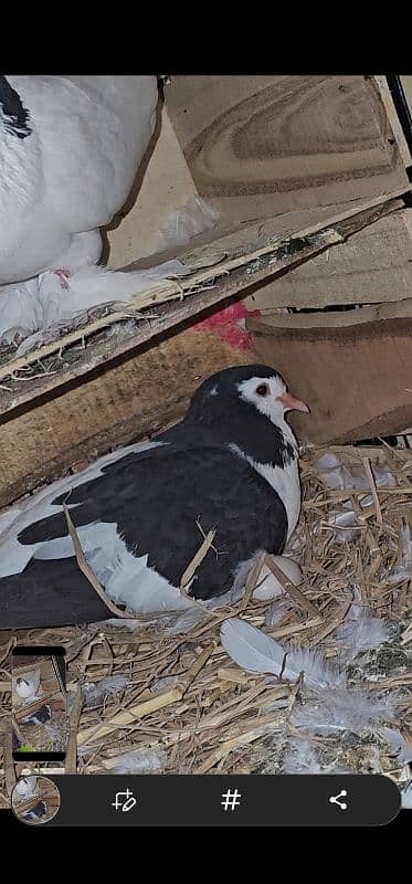 Lahore Sherazi Pigeon breeding pair is ka bacha bhe ha 1 7