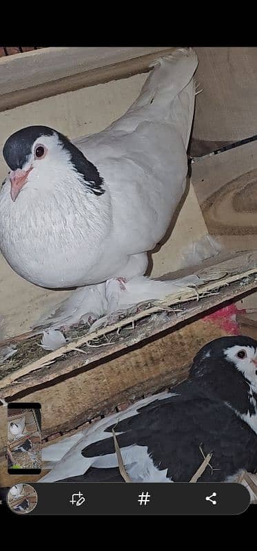 Lahore Sherazi Pigeon breeding pair is ka bacha bhe ha 1 8