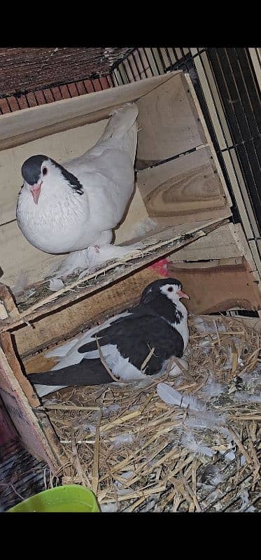 Lahore Sherazi Pigeon breeding pair is ka bacha bhe ha 1 9