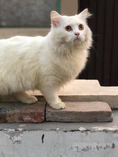 Persian Cat Adult