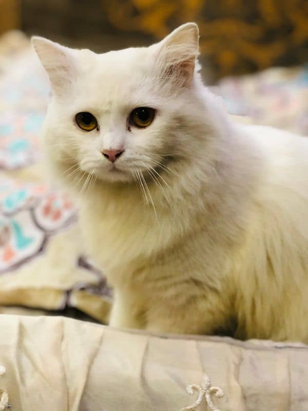 Persian Cat Adult 1