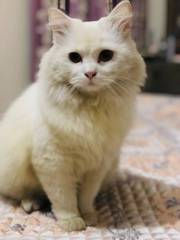 Persian Cat Adult 2