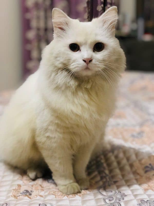 Persian Cat Adult 3