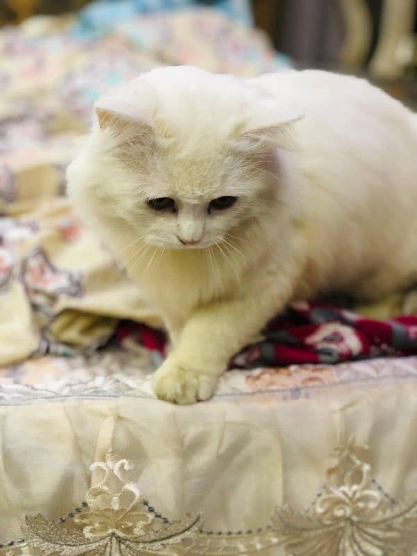 Persian Cat Adult 5