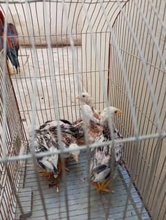 Asseel Jageri Breed Chicks