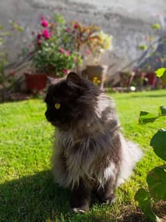 15 months male persian triple coated