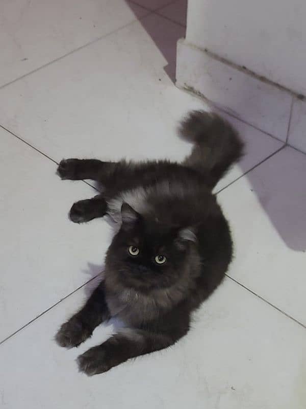 15 months male persian triple coated 4