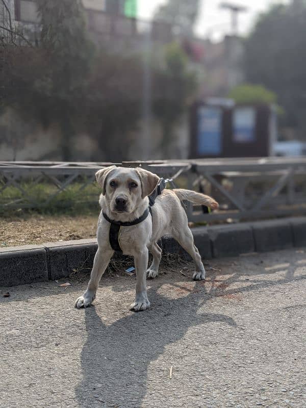 Labradors puppy For sale 0