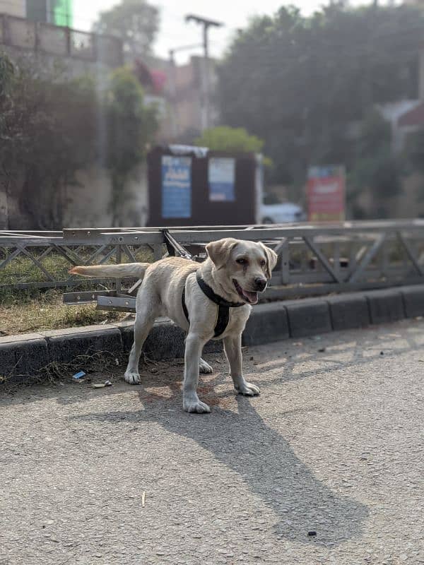 Labradors puppy For sale 2