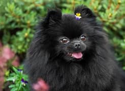 Pomeranian