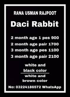 daci Rabbit for sale 03224186572