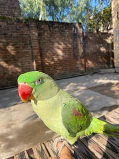 Raw parrot for sale