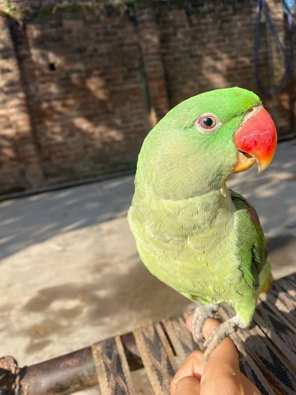 Raw parrot for sale 1