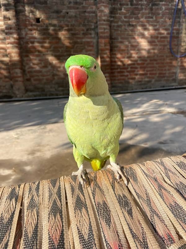 Raw parrot for sale 2