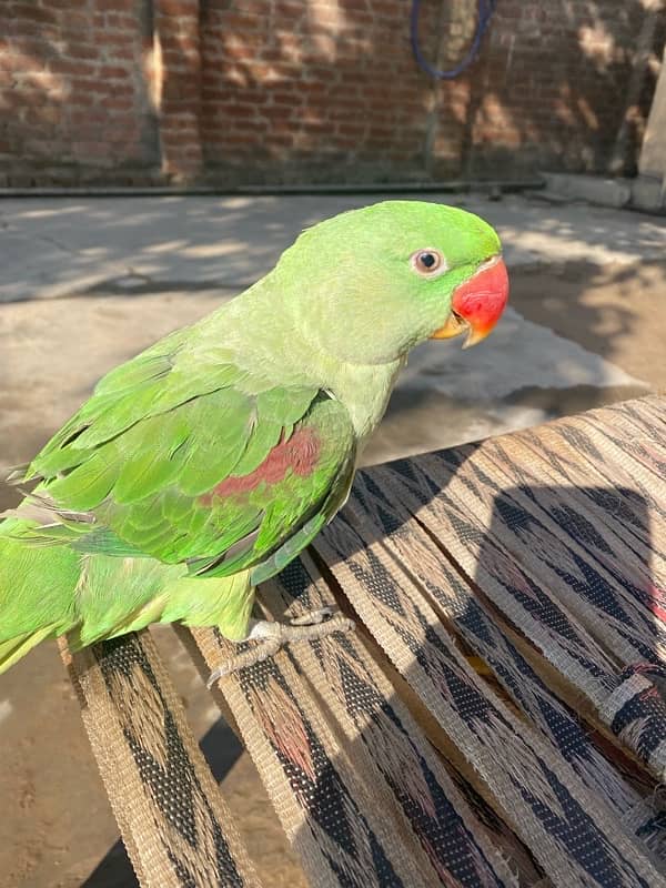 Raw parrot for sale 3