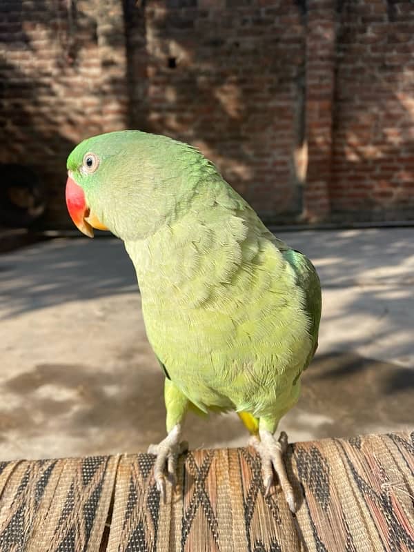 Raw parrot for sale 4