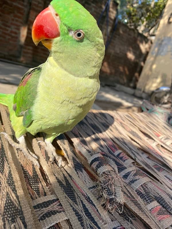 Raw parrot for sale 5