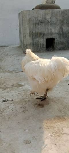 Silkie