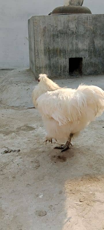 Silkie white Breeder 0