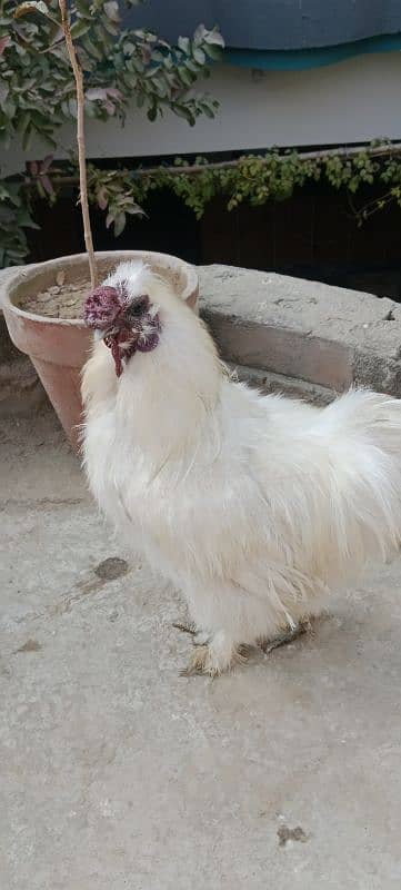 Silkie white Breeder 1