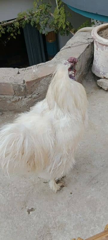 Silkie white Breeder 2