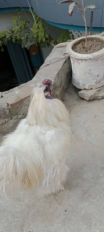 Silkie white Breeder 3