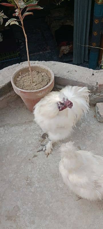 Silkie white Breeder 4