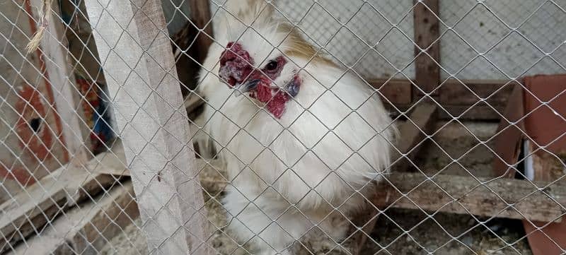 Silkie white Breeder 5