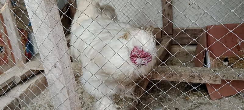 Silkie white Breeder 6